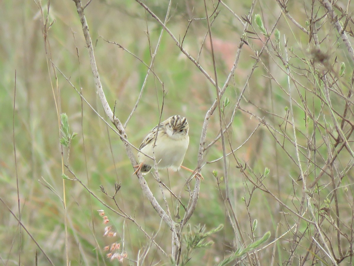 Pectoral-patch Cisticola - ML623412091