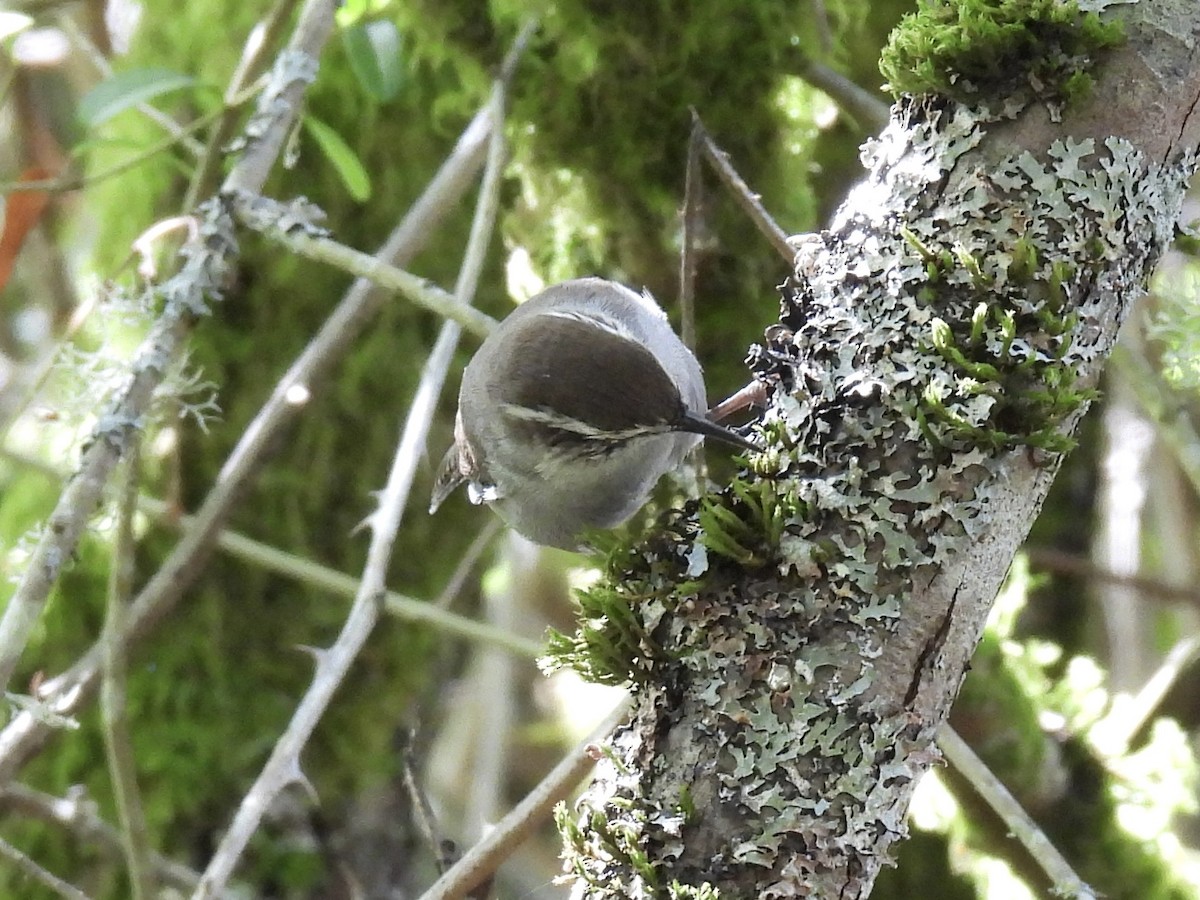 Bewick's Wren - ML623412098