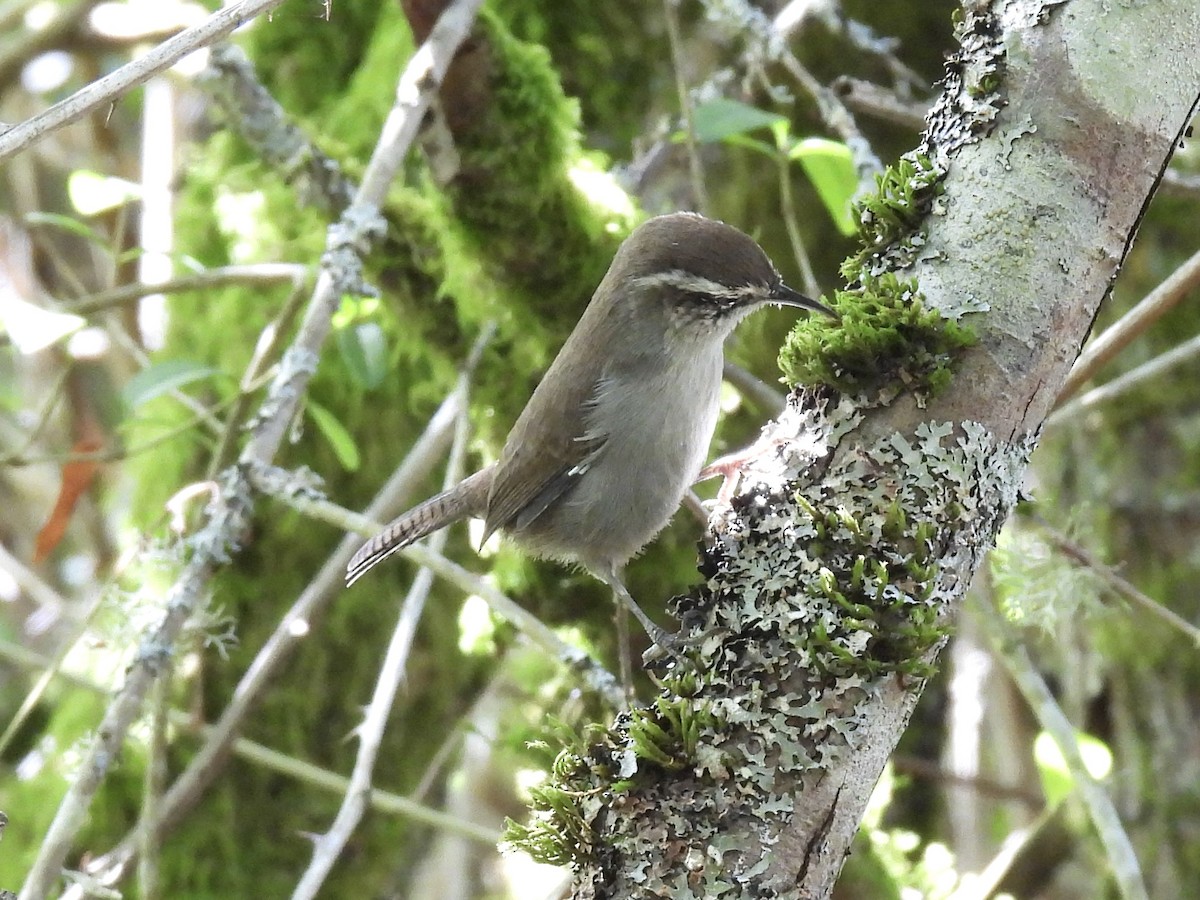 Bewick's Wren - Margaret Mackenzie