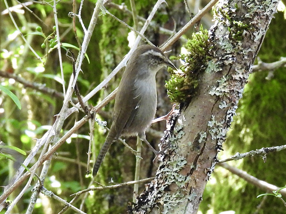 Bewick's Wren - ML623412100