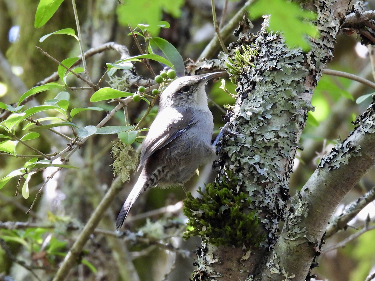 Bewick's Wren - ML623412101