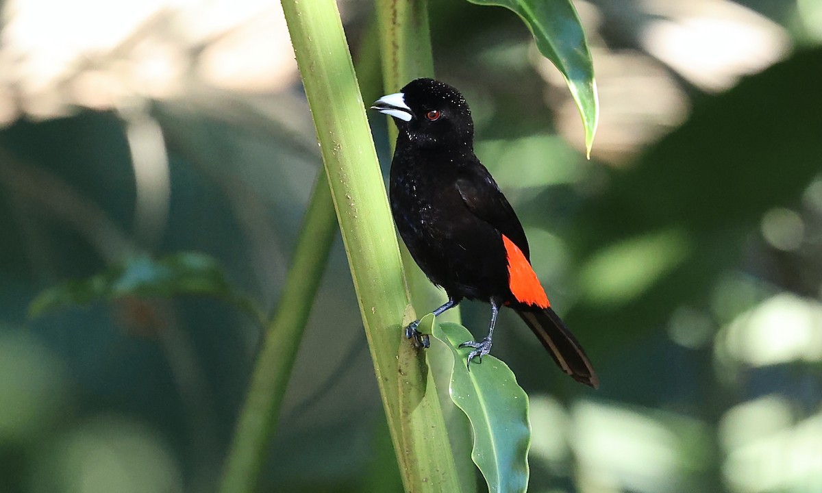 Scarlet-rumped Tanager - ML623412113