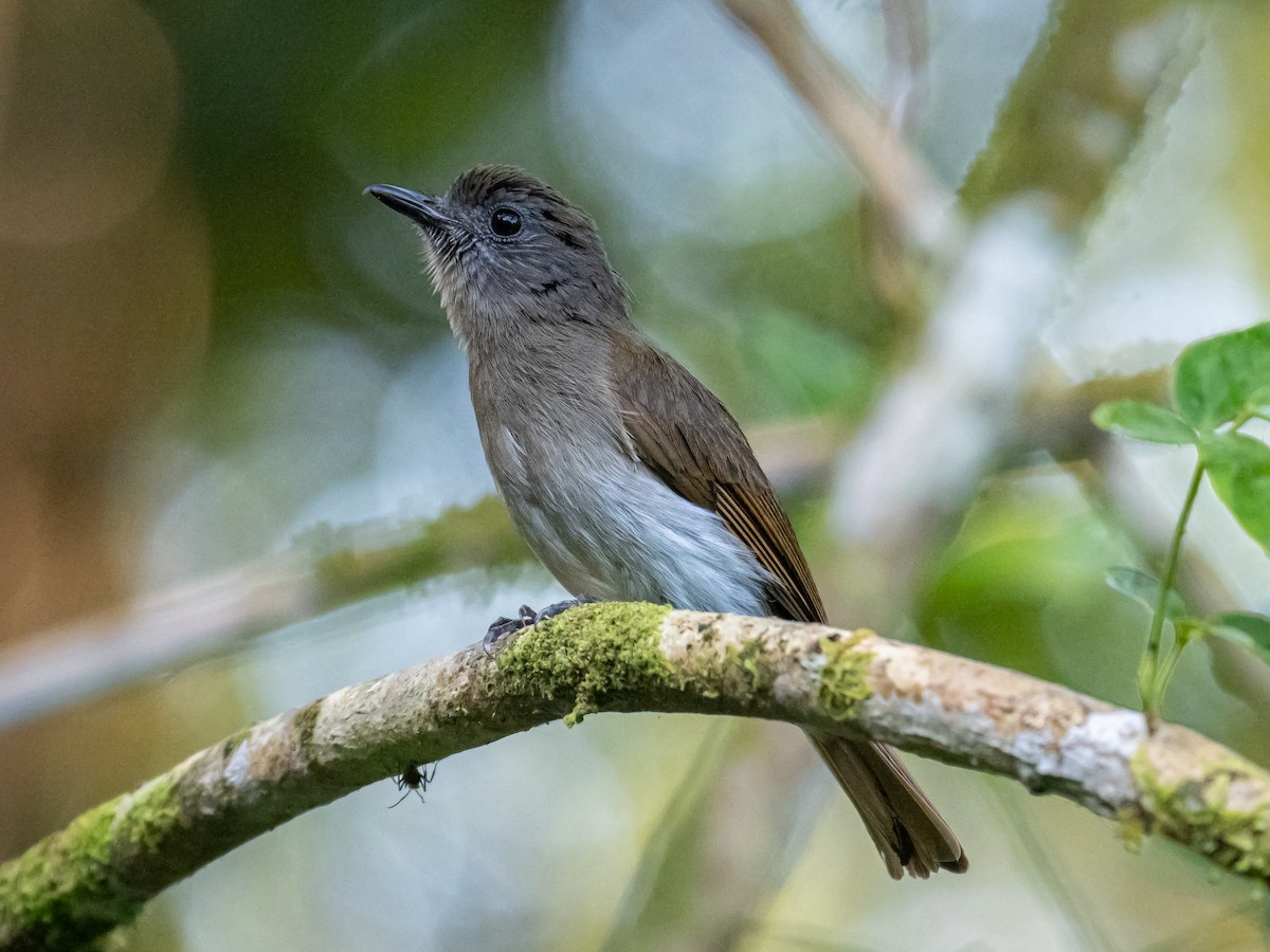 Sumba Jungle Flycatcher - ML623412114