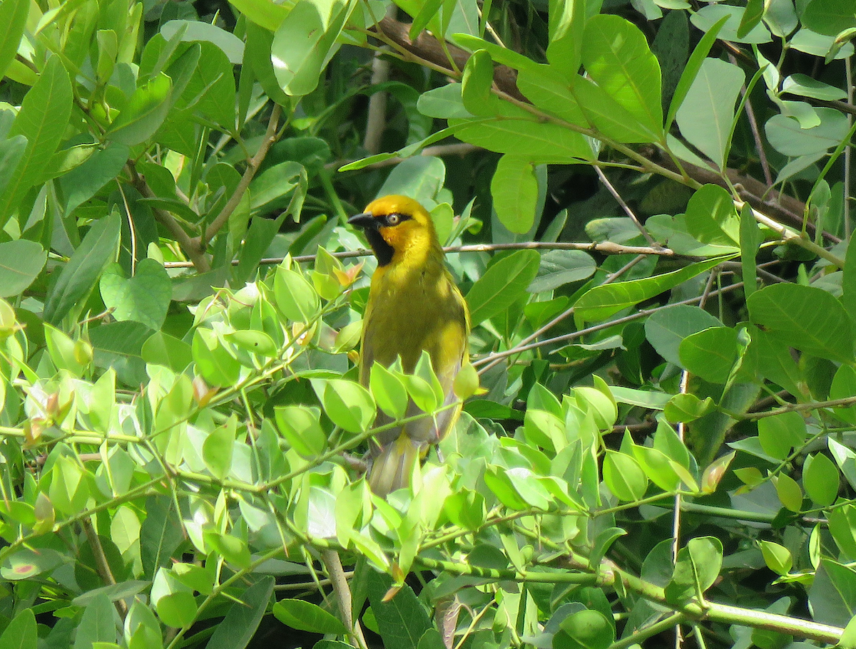 Spectacled Weaver - ML623412124