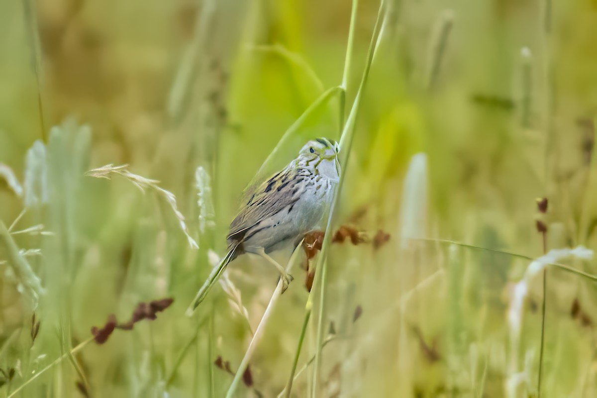 Henslow's Sparrow - ML623412128