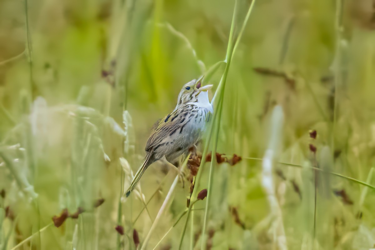 Henslow's Sparrow - ML623412129