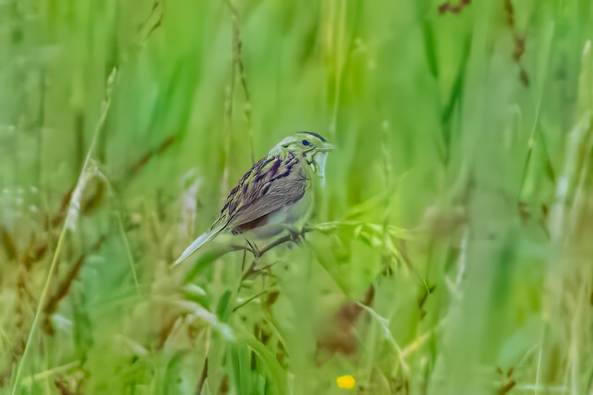 Henslow's Sparrow - ML623412130