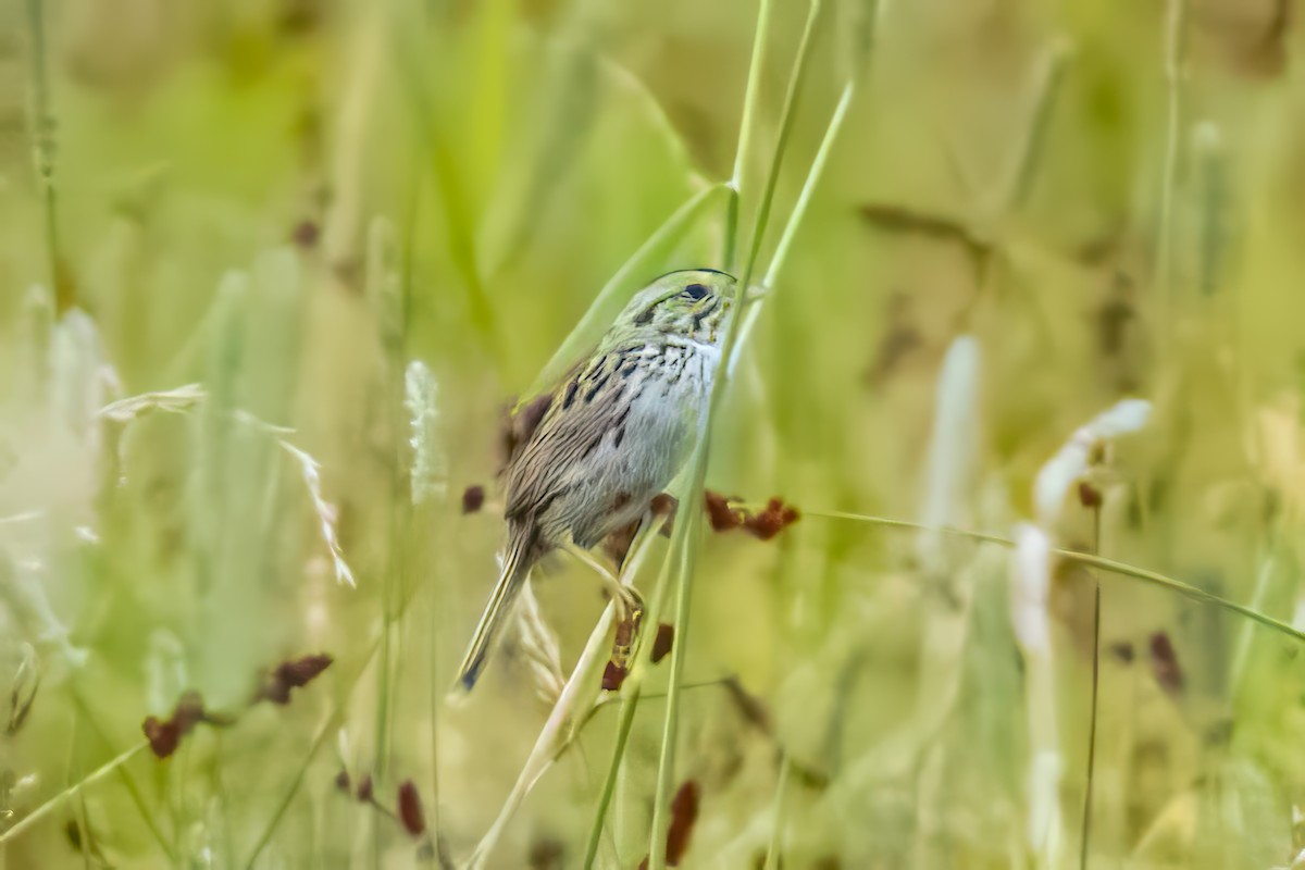 Henslow's Sparrow - ML623412131