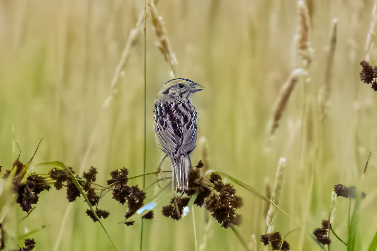 Henslow's Sparrow - ML623412133