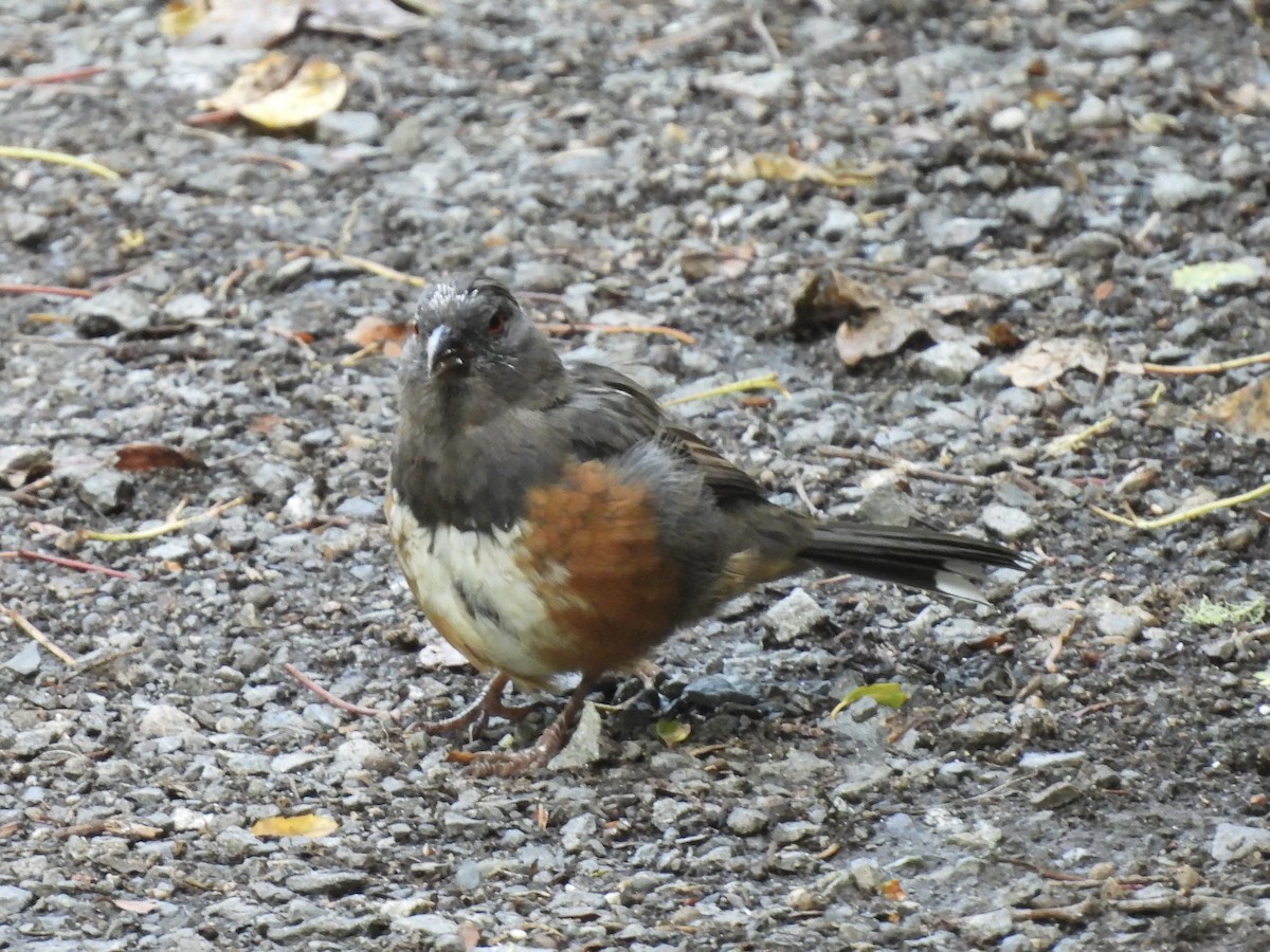 Spotted Towhee - ML623412139