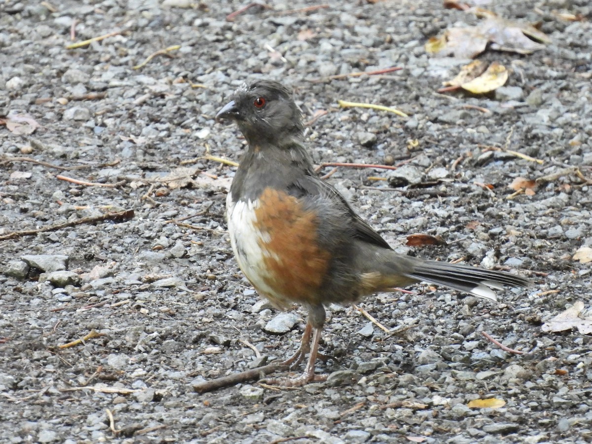 Spotted Towhee - ML623412140