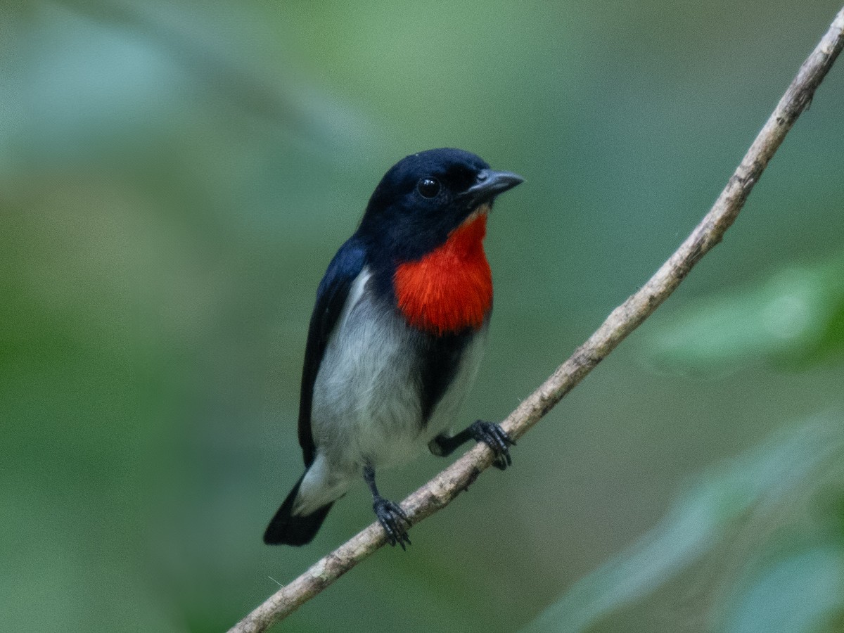 Blood-breasted Flowerpecker - ML623412143