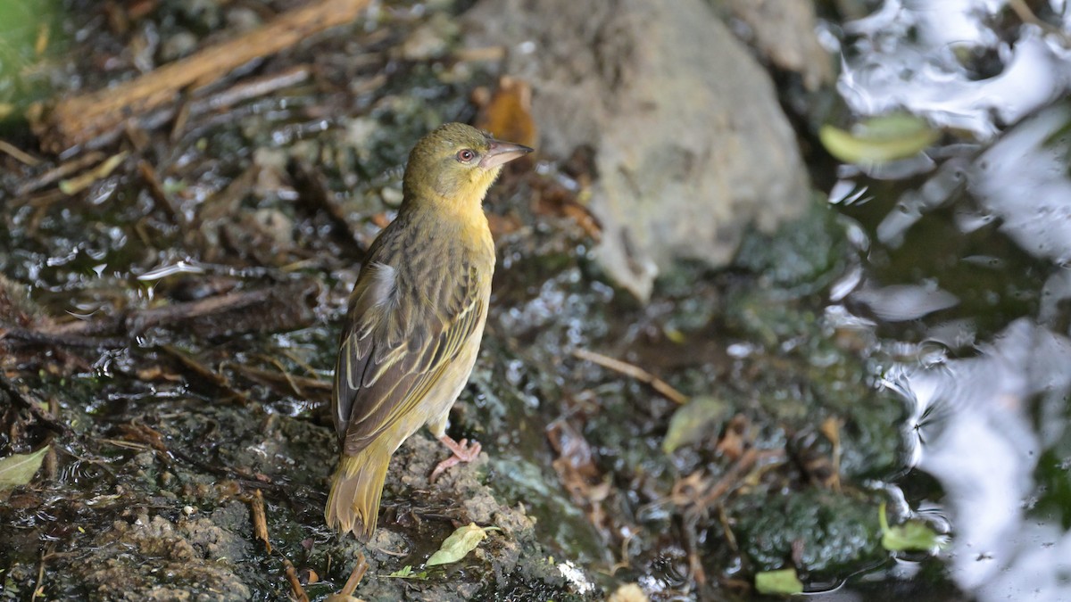 Vitelline Masked-Weaver - ML623412168