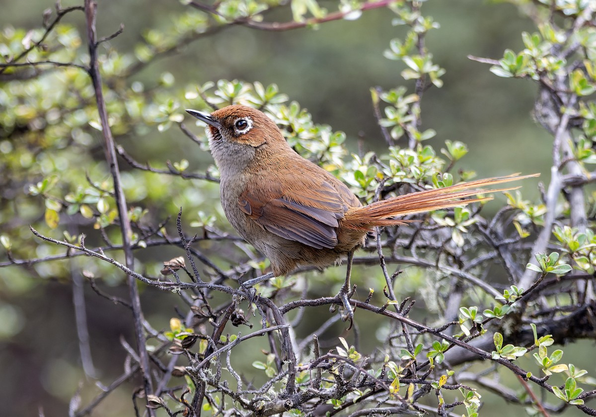 Eye-ringed Thistletail - ML623412175