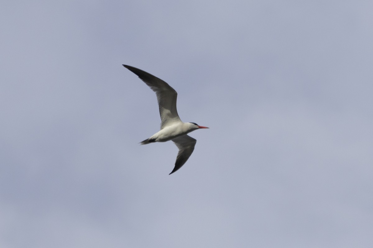 Caspian Tern - ML623412214