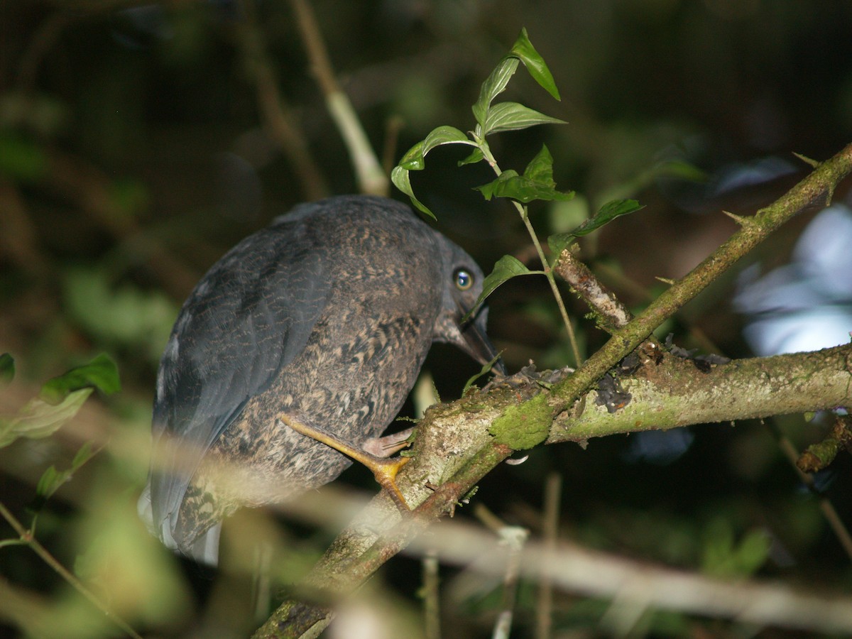 Zigzag Heron - Jeff Hopkins