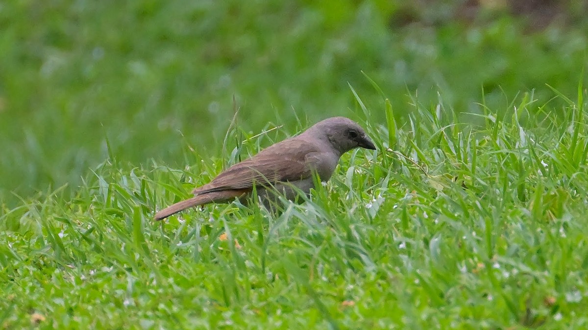 Parrot-billed Sparrow - ML623412224