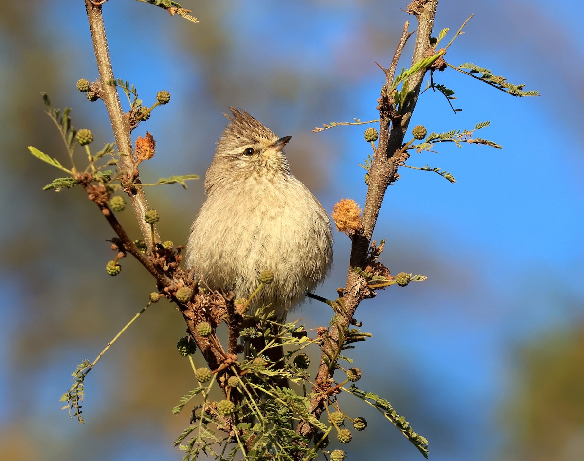 Tufted Tit-Spinetail - ML623412237