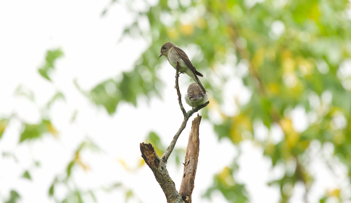 Eastern Wood-Pewee - ML623412246