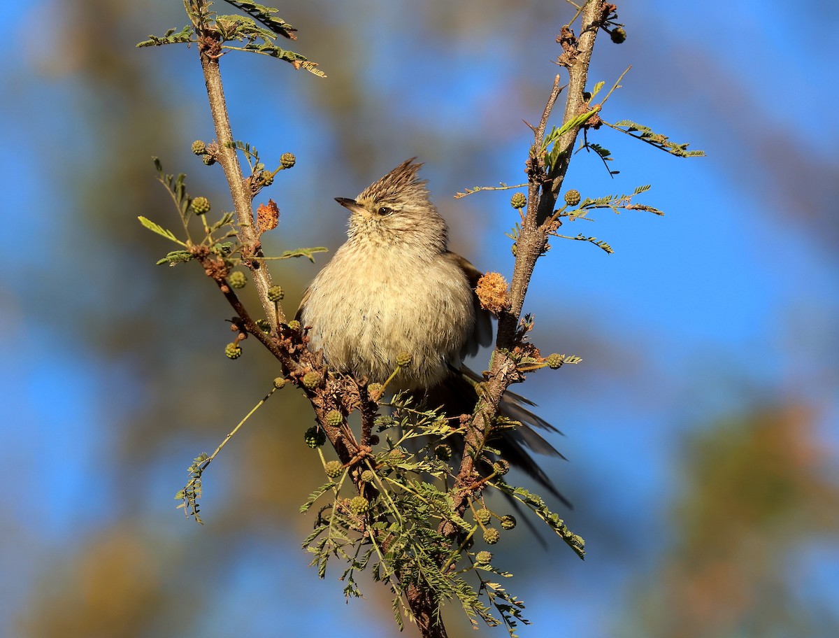 Tufted Tit-Spinetail - ML623412247