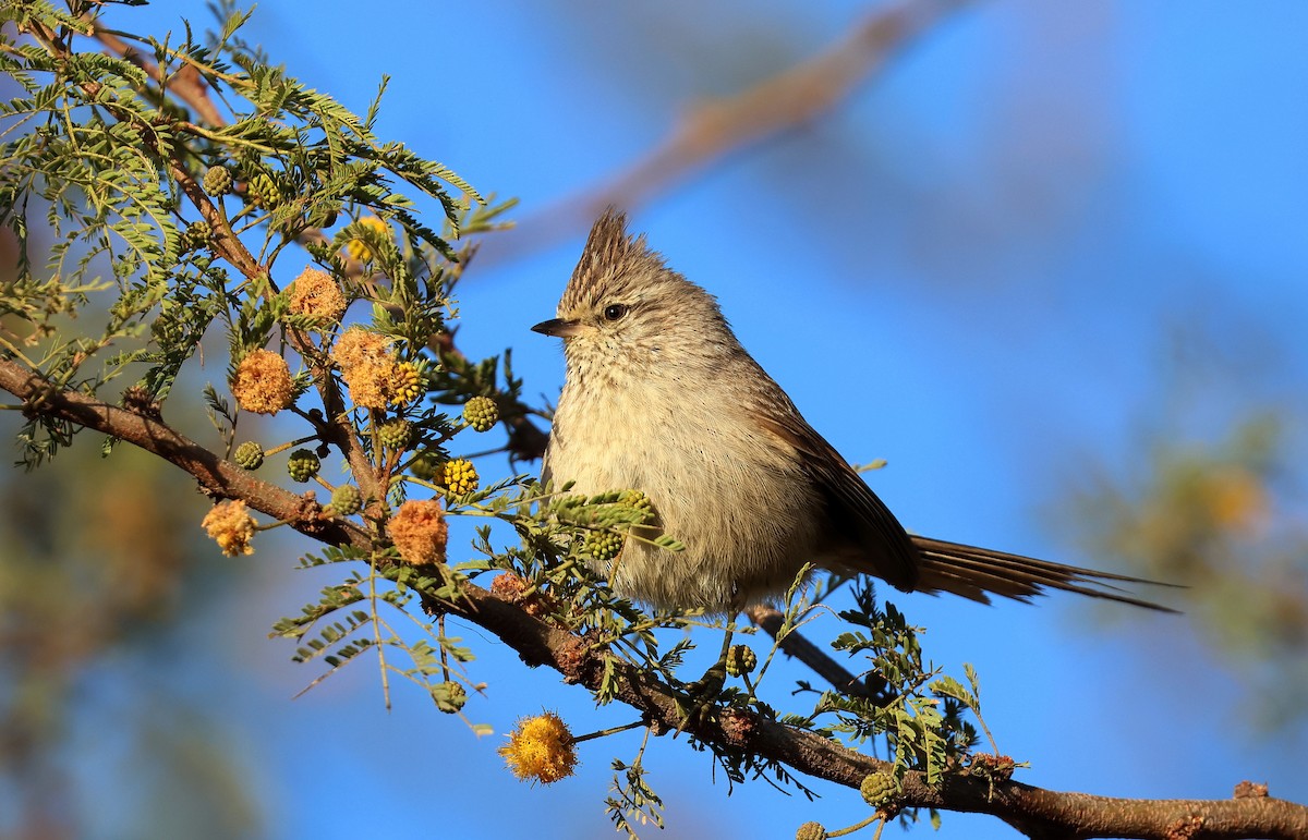 Tufted Tit-Spinetail - ML623412267