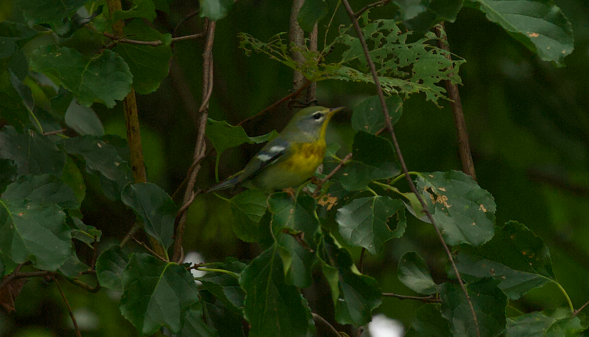 Northern Parula - ML623412277