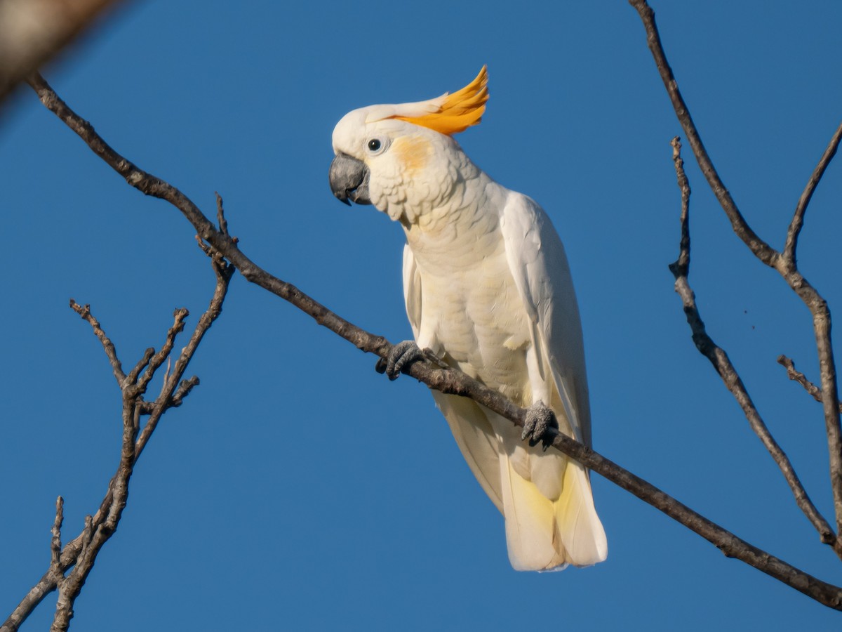 Citron-crested Cockatoo - ML623412300