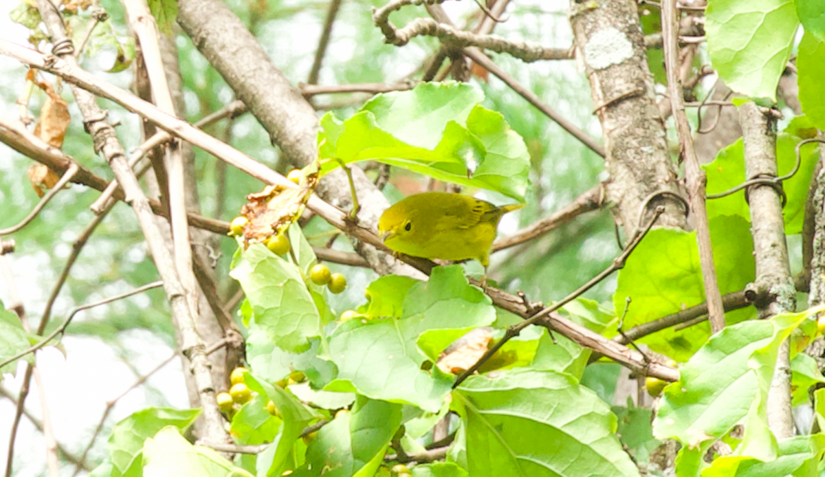 Paruline jaune - ML623412301