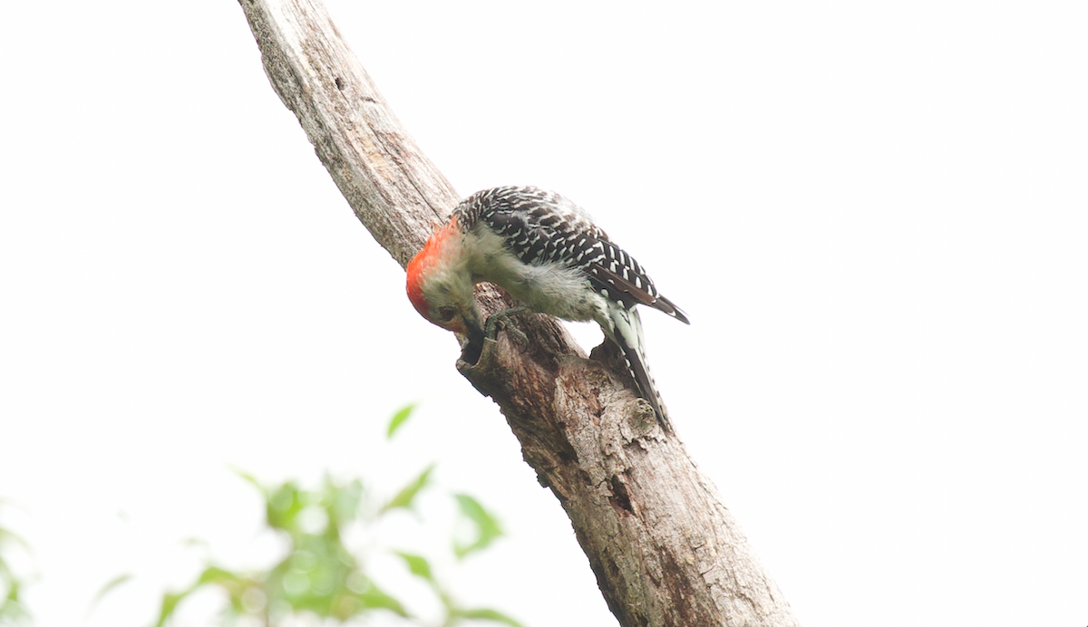 Red-bellied Woodpecker - ML623412307