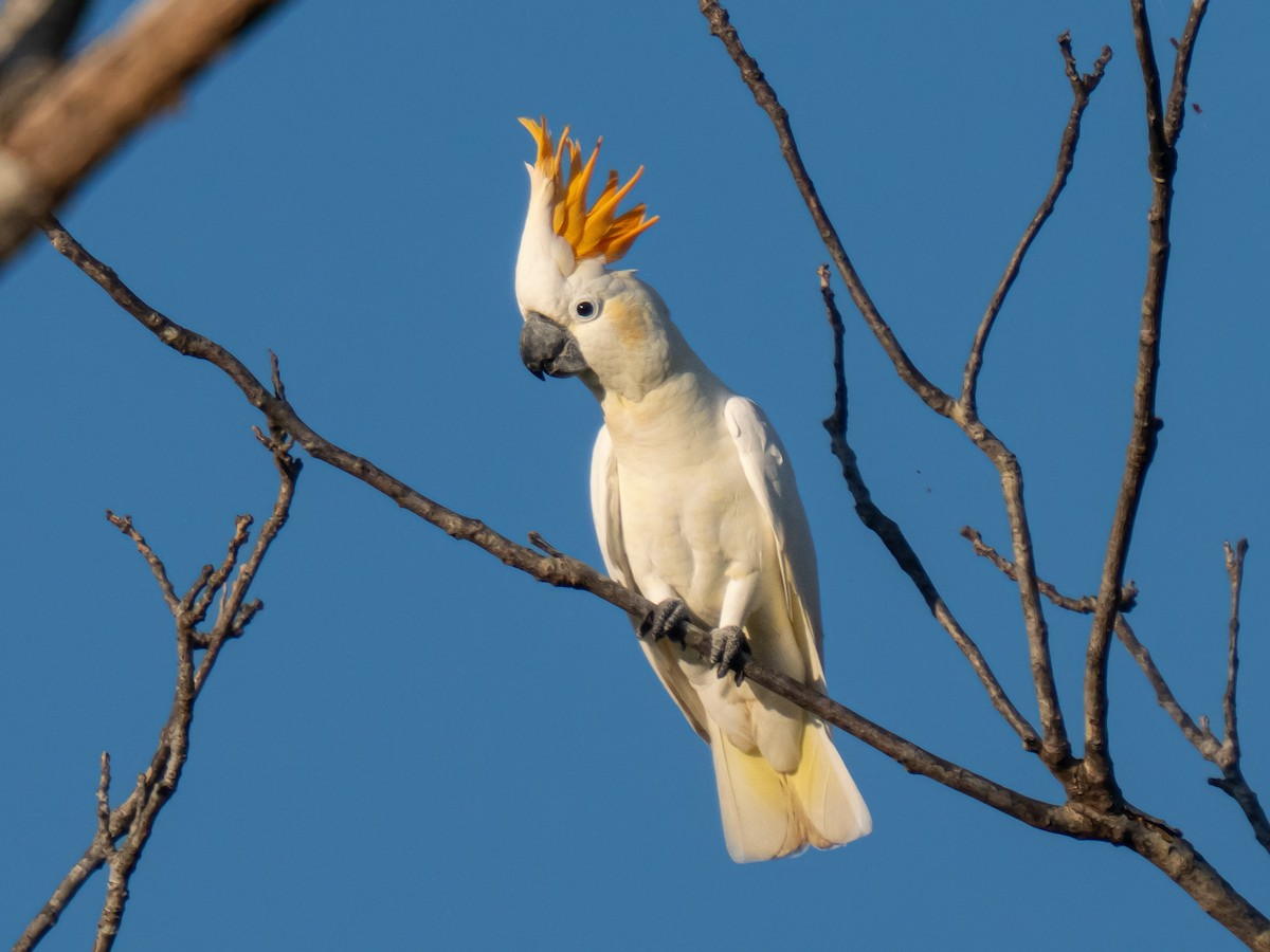 Citron-crested Cockatoo - ML623412312