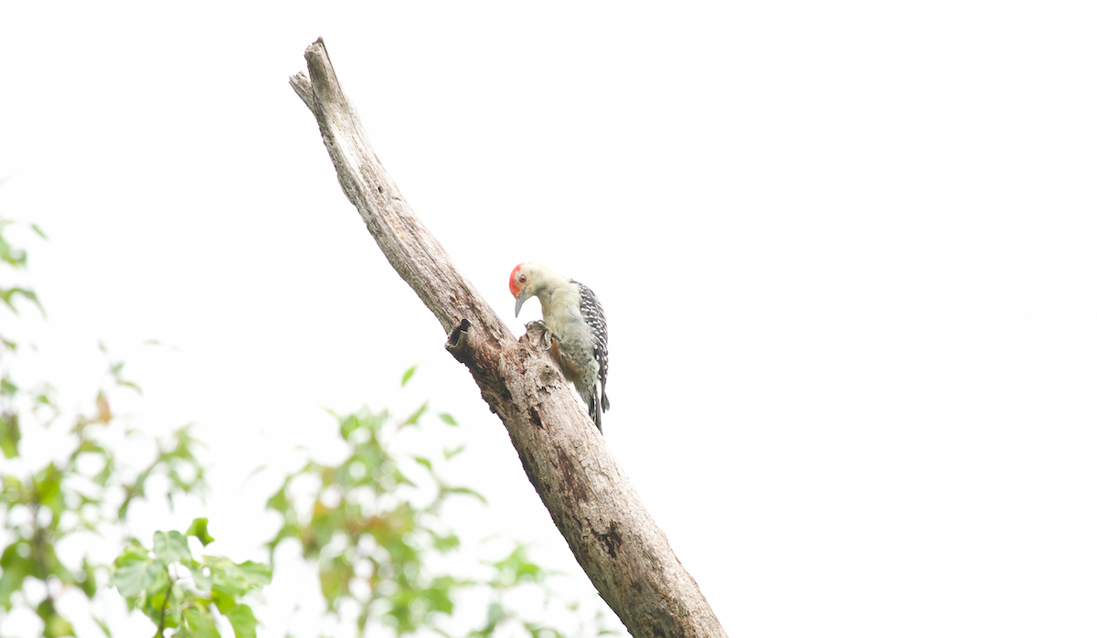 Red-bellied Woodpecker - ML623412313