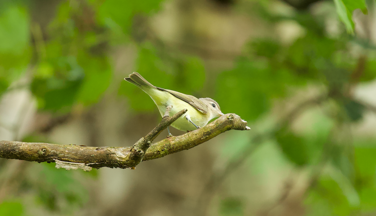 Ötücü Vireo (gilvus) - ML623412319