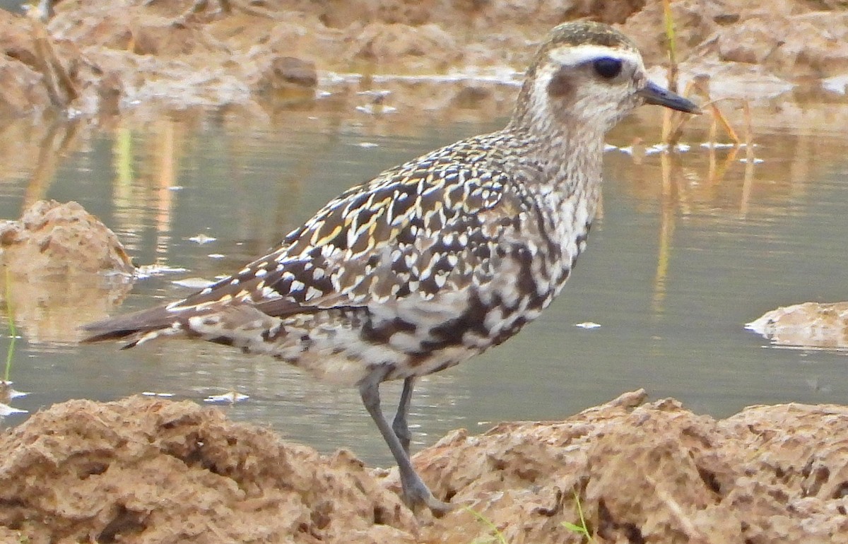 American Golden-Plover - Miguel Angelo Biz