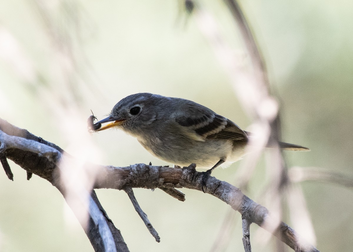 Gray/Dusky Flycatcher - ML623412361