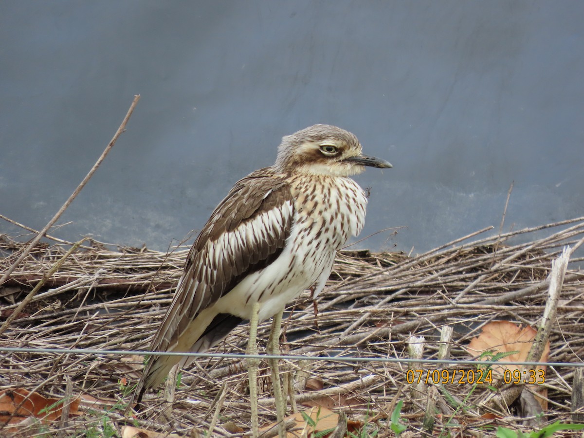 Bush Thick-knee - ML623412362