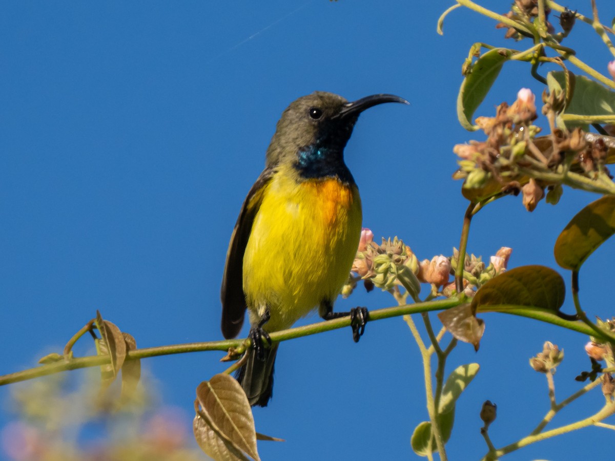 Apricot-breasted Sunbird - ML623412363