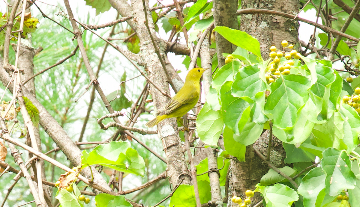 Paruline jaune - ML623412365