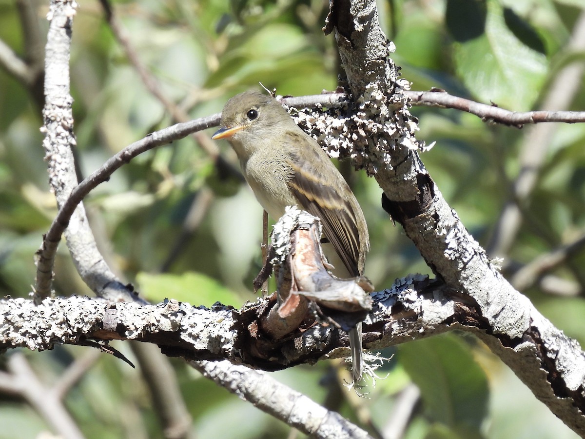 Mosquero sp. (Empidonax sp.) - ML623412366