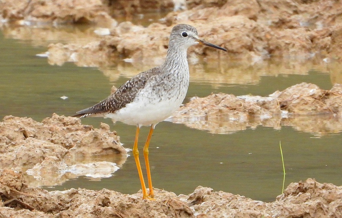 gulbeinsnipe - ML623412408