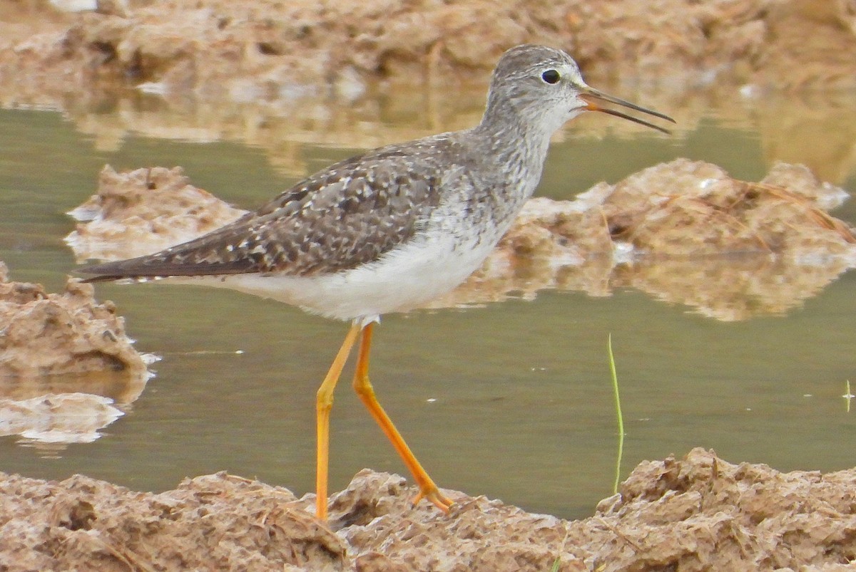 Lesser Yellowlegs - Miguel Angelo Biz