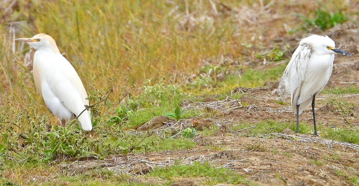 Western Cattle Egret - Miguel Angelo Biz