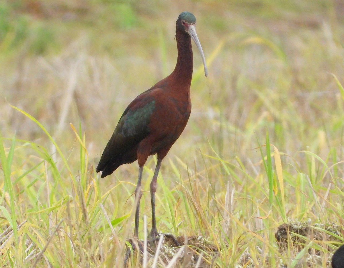 hvitgrimeibis - ML623412474