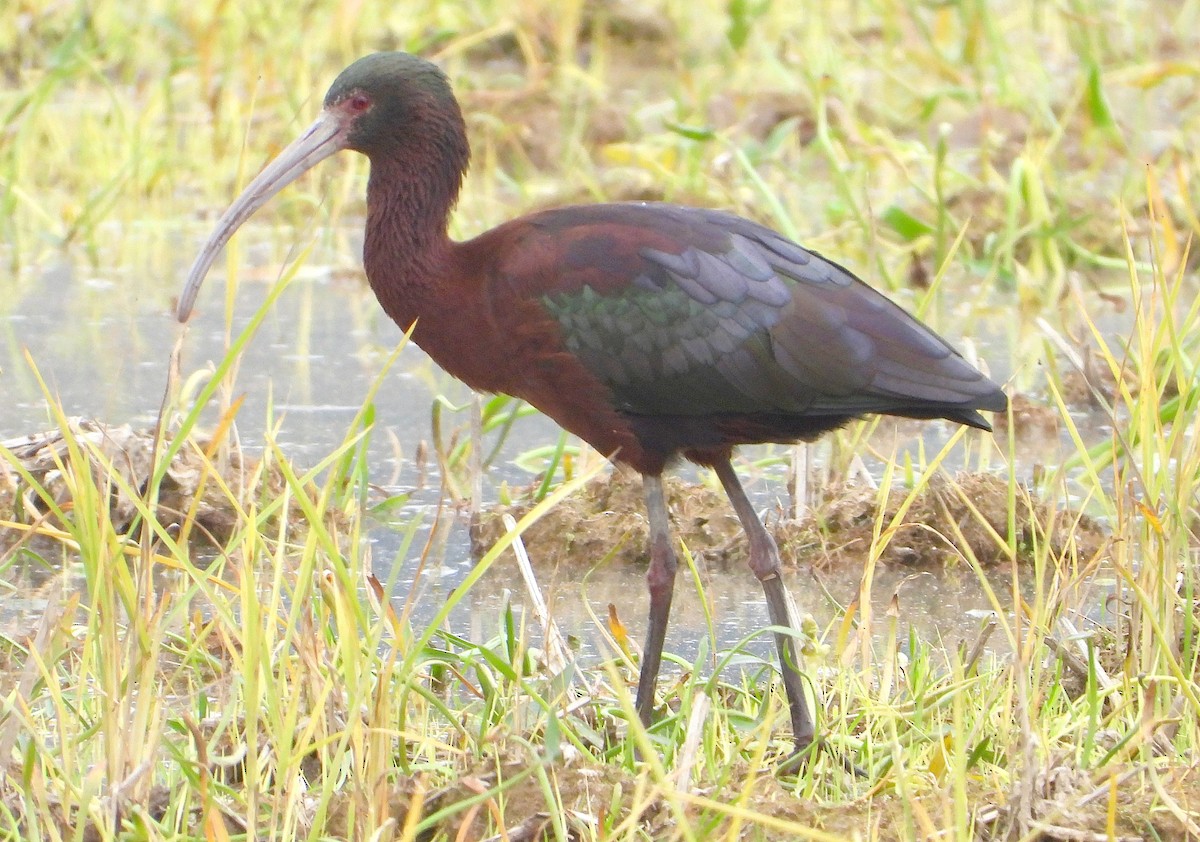 hvitgrimeibis - ML623412475