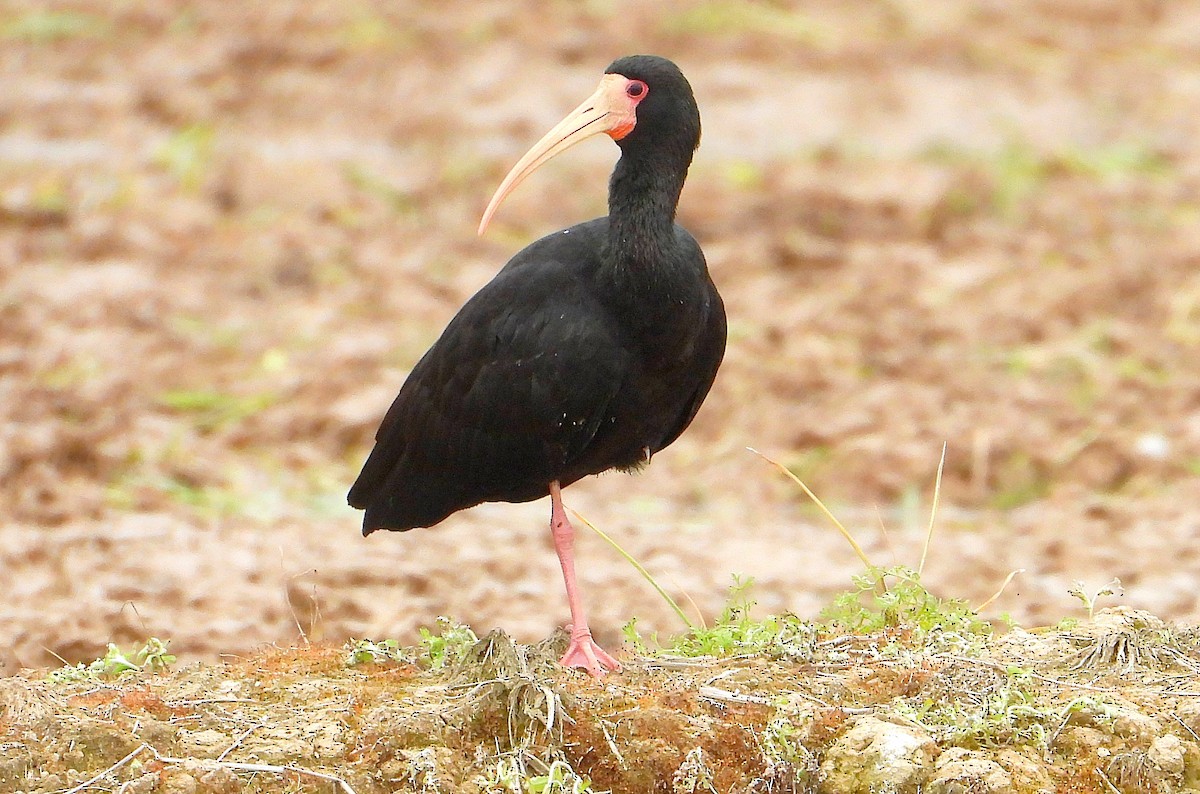 rødmaskeibis - ML623412487