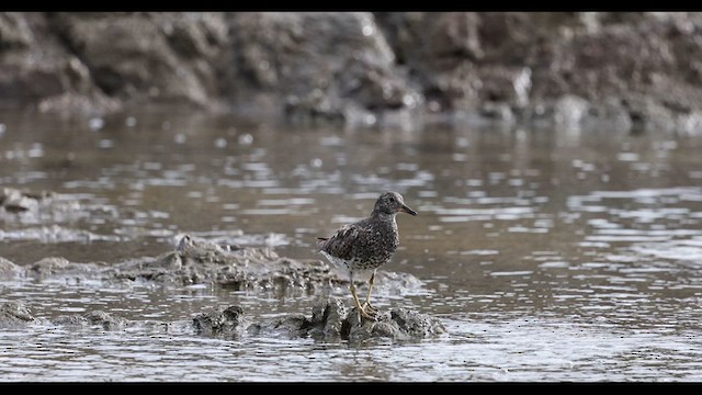 Surfbird - ML623412511