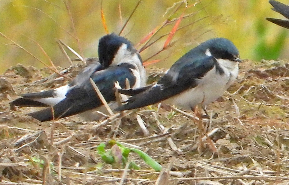 Tachycineta sp. - ML623412533