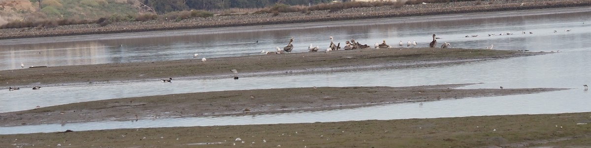 Brown Pelican - ML623412556