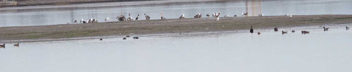 Brown Pelican - ML623412560