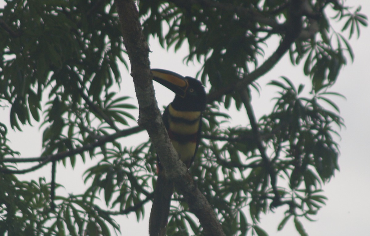 Many-banded Aracari - ML623412582