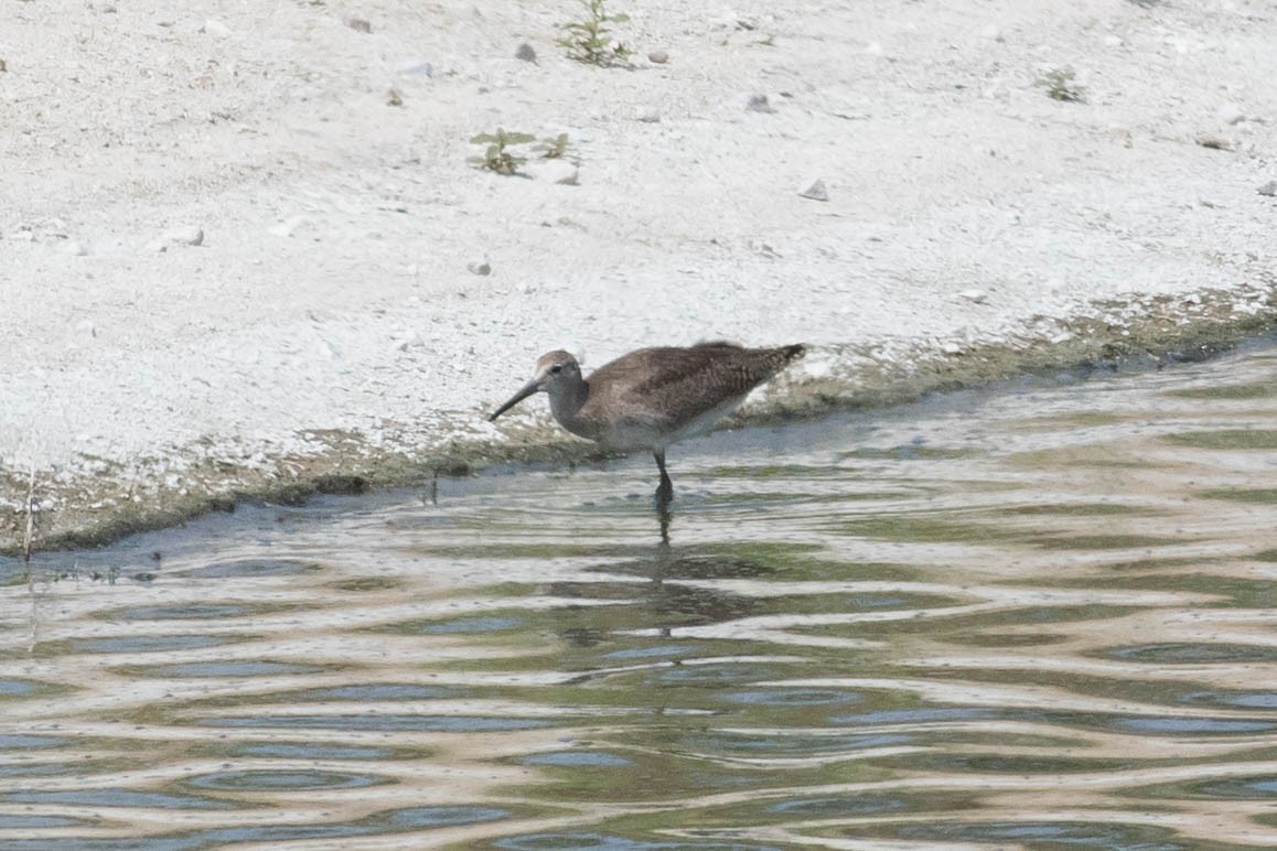 Willet - ML623412599